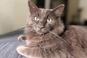 Vermisstmeldung Katze Männliche , 2 jahre Cancon Frankreich