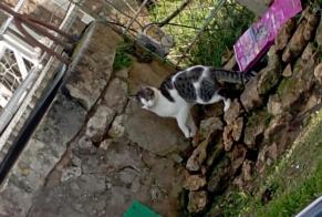 Fundmeldung Katze Unbekannt Meursac Frankreich