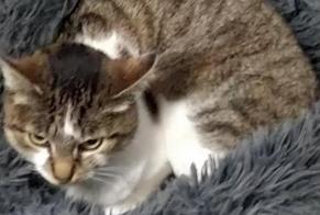 Vermisstmeldung Katze Weiblich , 11 jahre Ambazac Frankreich