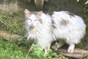 Fundmeldung Katze Unbekannt Cenon Frankreich