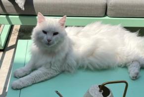 Vermisstmeldung Katze rassenmischung Männliche , 16 jahre Bourg-la-Reine Frankreich