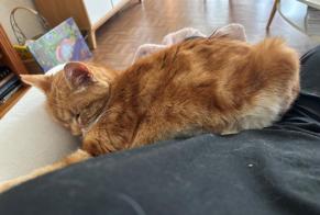 Vermisstmeldung Katze Männliche , 18 jahre Poissy Frankreich