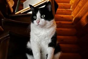 Vermisstmeldung Katze Männliche , 8 jahre Janvry Frankreich