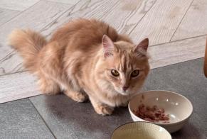 Fundmeldung Katze Weiblich Le Pouliguen Frankreich