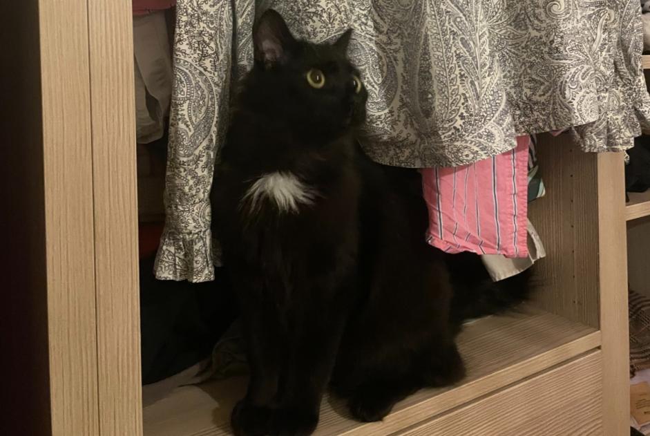 Katze Vermisst in Paris (Paris, Frankreich)  - Verlust Pet Alert Meldung Nr. 367923