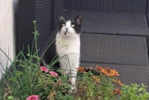 Vermisstmeldung Katze Weiblich , 4 jahre Messimy Frankreich