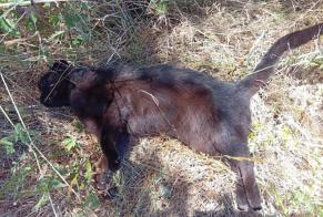Fundmeldung Katze Unbekannt Villerest Frankreich