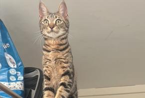 Vermisstmeldung Katze Weiblich , 1 jahre Paris Frankreich
