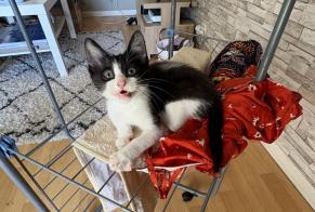 Vermisstmeldung Katze Männliche , 0 jahre Romillé Frankreich