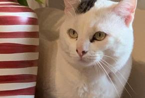Vermisstmeldung Katze Männliche , 5 jahre Toulouse Frankreich
