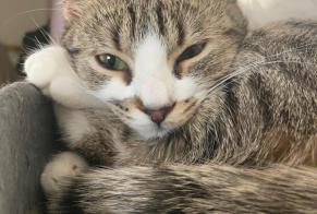 Vermisstmeldung Katze Weiblich , 2 jahre Blanzat Frankreich