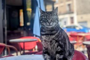 Vermisstmeldung Katze Weiblich , 6 jahre Ivry-sur-Seine Frankreich