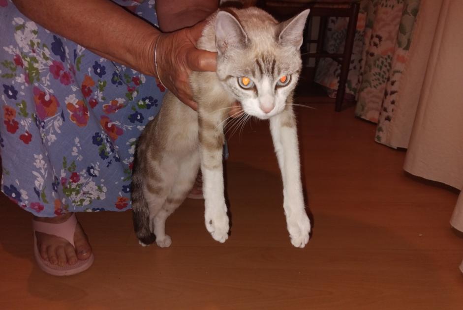 Katze Gefunden in Turenne (Corrèze, Frankreich)  - Fund Pet Alert Meldung Nr. 372423