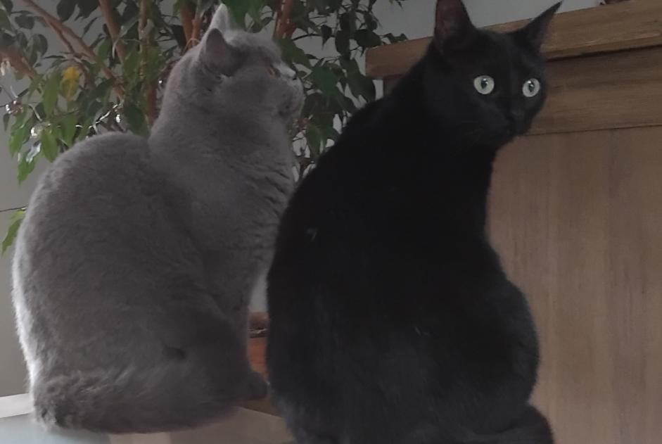 Katze Vermisst in Montaut (Ariège, Frankreich)  - Verlust Pet Alert Meldung Nr. 373915