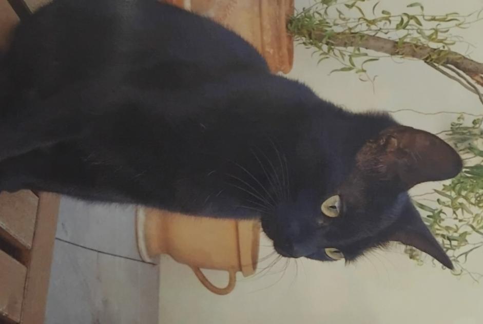 Katze Vermisst in Montaut (Ariège, Frankreich)  - Verlust Pet Alert Meldung Nr. 373915
