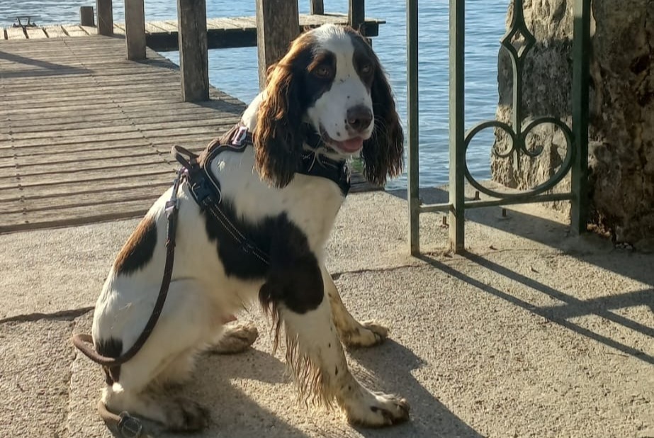 Vermisstmeldung Hund  Männliche , 2 jahre Saint-Genis-Laval Frankreich