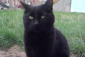 Disappearance alert Cat Type européen Male , 12 years Herstal Belgium