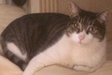 Disappearance alert Cat Male , 15 years Mougins France