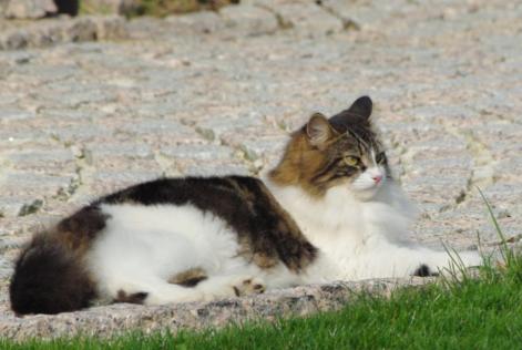 Disappearance alert Cat Male , 6 years Guichainville France
