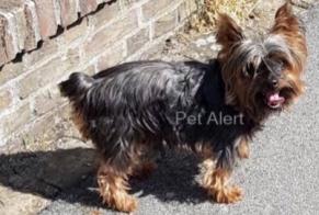 Disappearance alert Dog  Male , 13 years Comines France