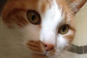 Disappearance alert Cat  Male , 13 years Fleury-Mérogis France