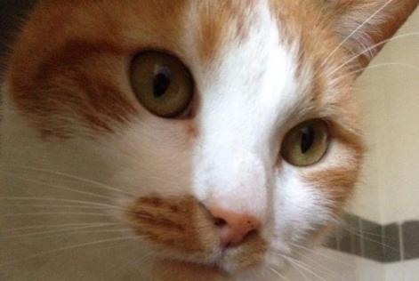 Disappearance alert Cat  Male , 15 years Fleury-Mérogis France
