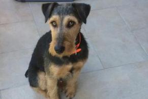 Disappearance alert Dog  Male , 7 years Séez France