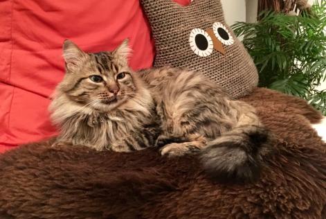 Disappearance alert Cat Male , 6 years Plozévet France