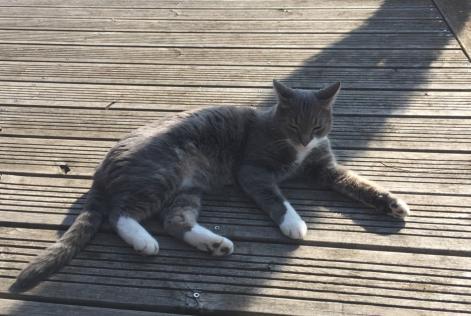 Disappearance alert Cat Male , 10 years Ormes France