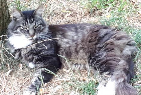 Disappearance alert Cat  Male , 14 years La Grange des Champs Belgium