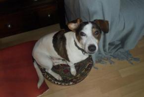 Disappearance alert Dog miscegenation Male , 7 years Lagny-sur-Marne France