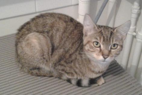 Disappearance alert Cat Female , 8 years Caudebec-lès-Elbeuf France