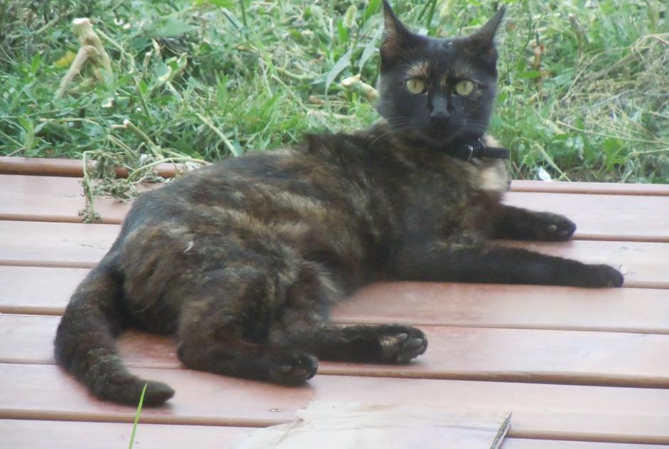 Disappearance alert Cat  Female , 8 years Pusignan France