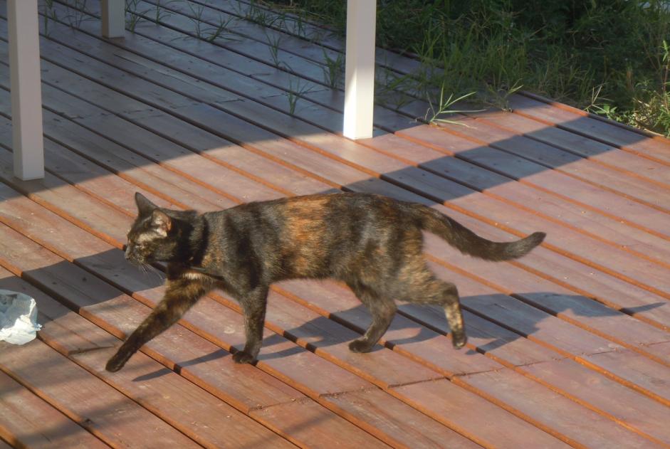 Disappearance alert Cat  Female , 8 years Pusignan France