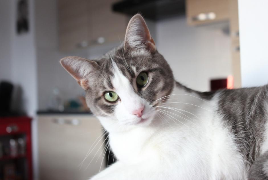 Disappearance alert Cat Male , 8 years Hanvec France