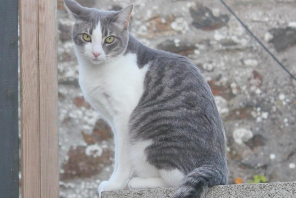 Disappearance alert Cat Male , 8 years Hanvec France