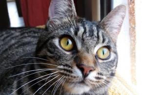 Disappearance alert Cat  Female , 5 years Saint-Sernin-du-Bois France