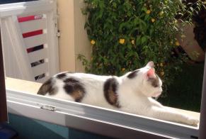 Disappearance alert Cat  Male , 6 years Cairon France