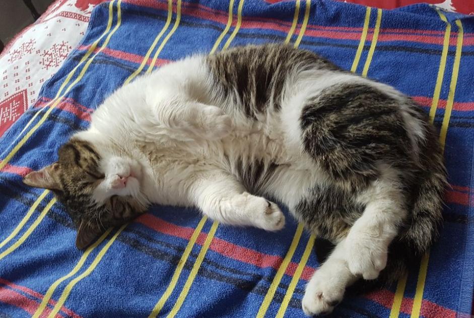 Disappearance alert Cat  Male , 4 years Bellerive-sur-Allier France
