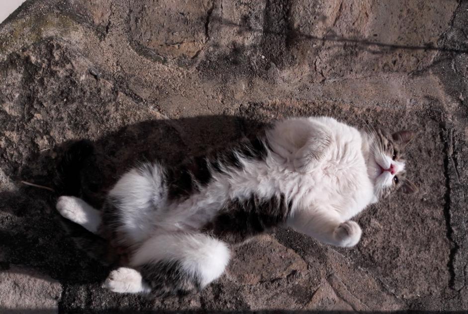 Disappearance alert Cat  Male , 4 years Bellerive-sur-Allier France