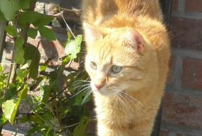 Disappearance alert Cat Male , 8 years Liège Belgium