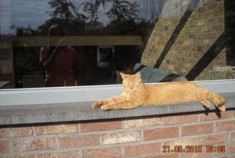 Disappearance alert Cat Male , 8 years Liège Belgium