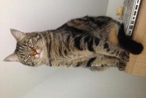 Disappearance alert Cat  Male , 8 years Lyon 2e Arrondissement France