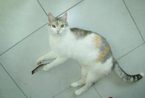 Disappearance alert Cat miscegenation Female , 11 years Chambéry France