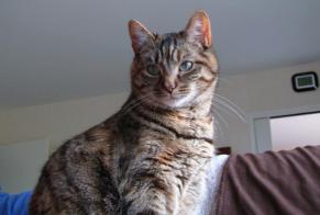 Disappearance alert Cat  Female , 6 years Reims France