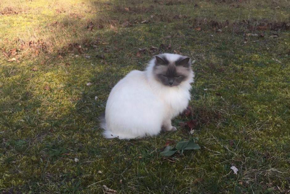 Disappearance alert Cat  Female , 9 years Gaillon France