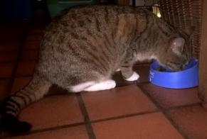 Disappearance alert Cat  Female , 6 years Steenwerck France