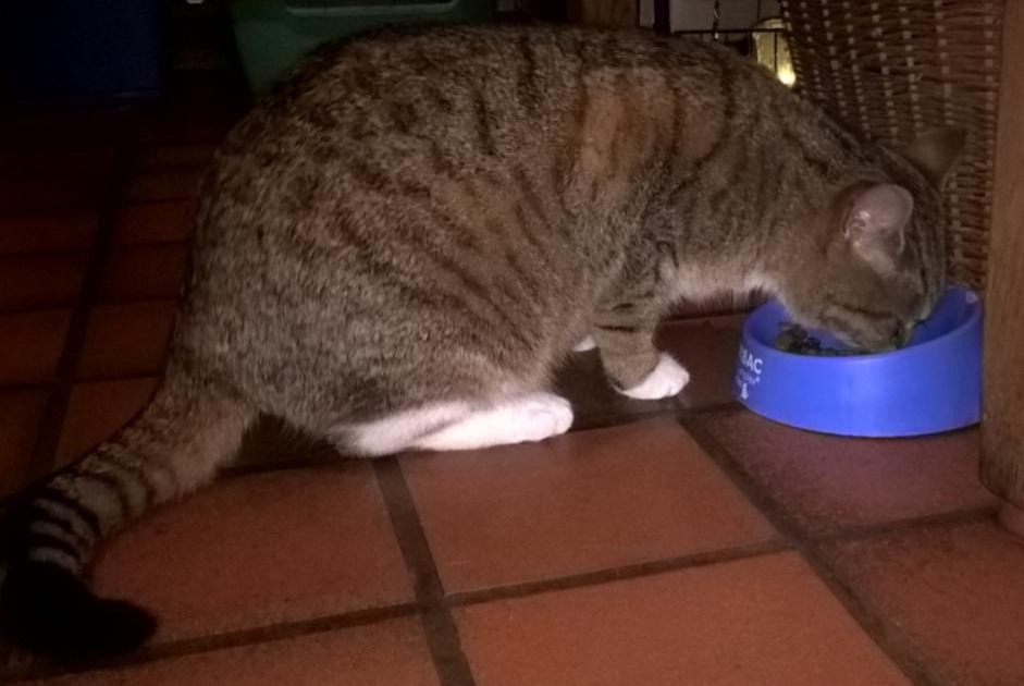 Disappearance alert Cat  Female , 8 years Steenwerck France