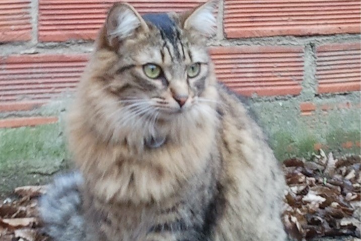 Disappearance alert Cat  Female , 10 years Louviers France