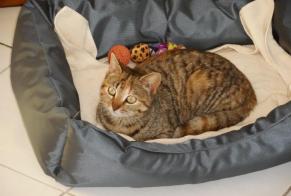 Disappearance alert Cat  Female , 5 years Faches-Thumesnil France